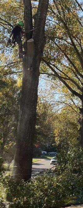 Tree Removal charlotte